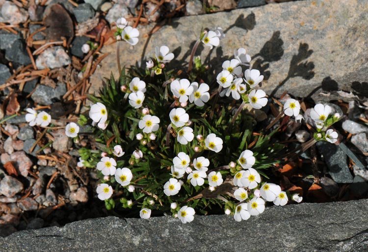 Androsace carnea 'Alba' North American Rock Garden Society